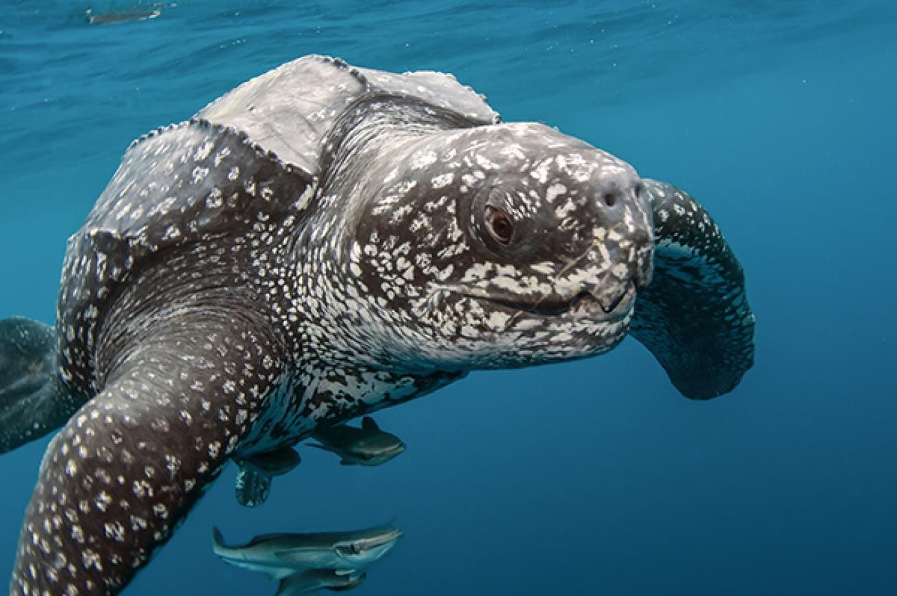 Puerto Rico protects leatherback hatching grounds. Michael Patrick O'Neill