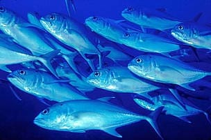 Fiji's marine resources, including fish, are essential to customary marine owners who rely on the reefs for subsistence, livelihood, and a source of income.